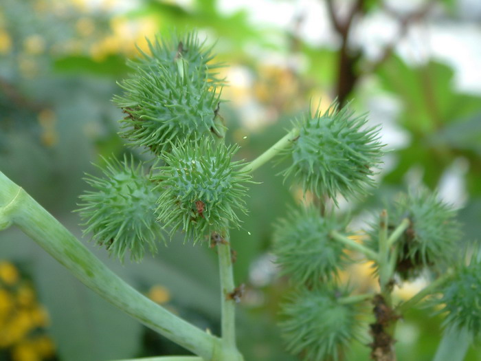 蓖麻Ricinus communis 蓖麻Ricinus communis
