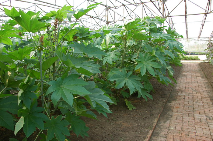 蓖麻Ricinus communis 蓖麻Ricinus communis