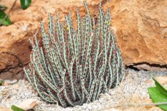 铜绿麒麟Euphorbia aeruginosa