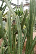 安波沃本大戟大戟 Euphorbia ambovombensis