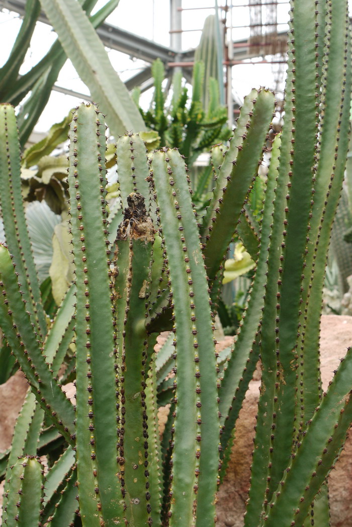 安波沃本大戟大戟 Euphorbia ambovombensis 安波沃本大戟大戟 Euphorbia ambovombensis