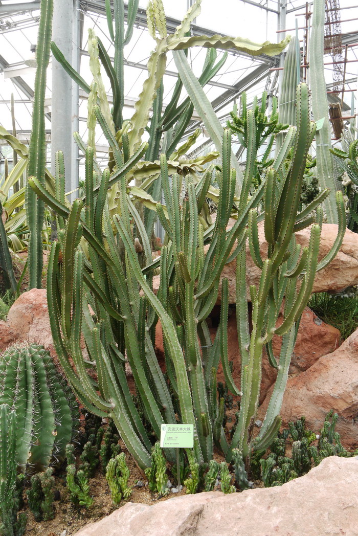 安波沃本大戟大戟 Euphorbia ambovombensis