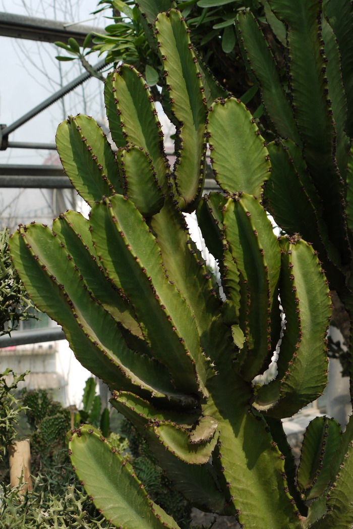 大戟阁 Euphorbia ammak