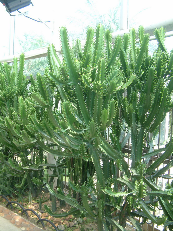 三角火殃勒Euphorbia antiquorum