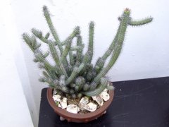 密刺麒麟Euphorbia baioensis