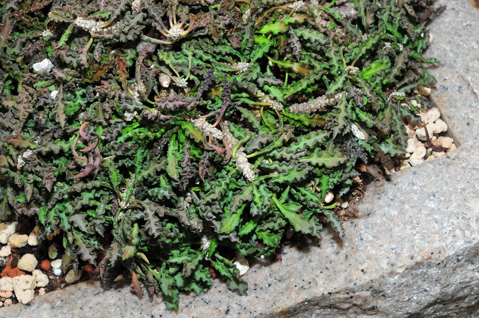 皱叶麒麟Euphorbia decaryi