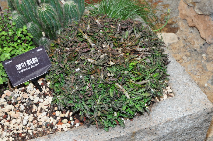 皱叶麒麟Euphorbia decaryi