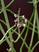 垂悬大戟 Euphorbia gradyi