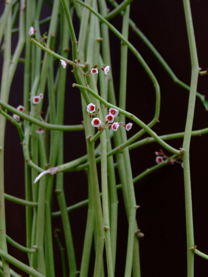 垂悬大戟 Euphorbia gradyi