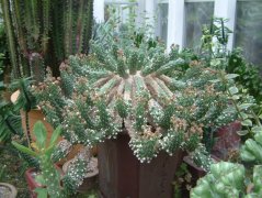 阎魔麒麟Euphorbia esculenta