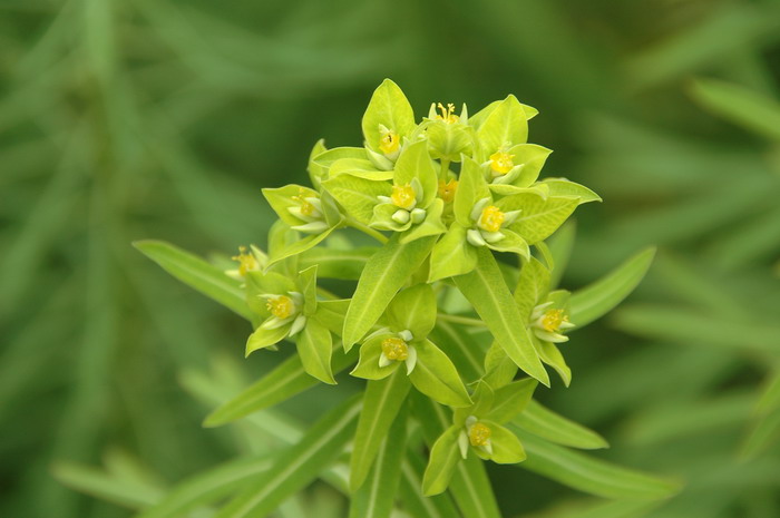 乳浆大戟Euphorbia esula