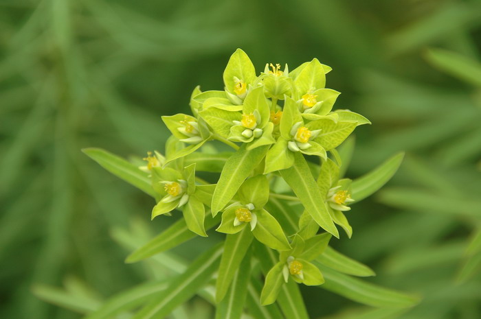 乳浆大戟Euphorbia esula 乳浆大戟Euphorbia esula
