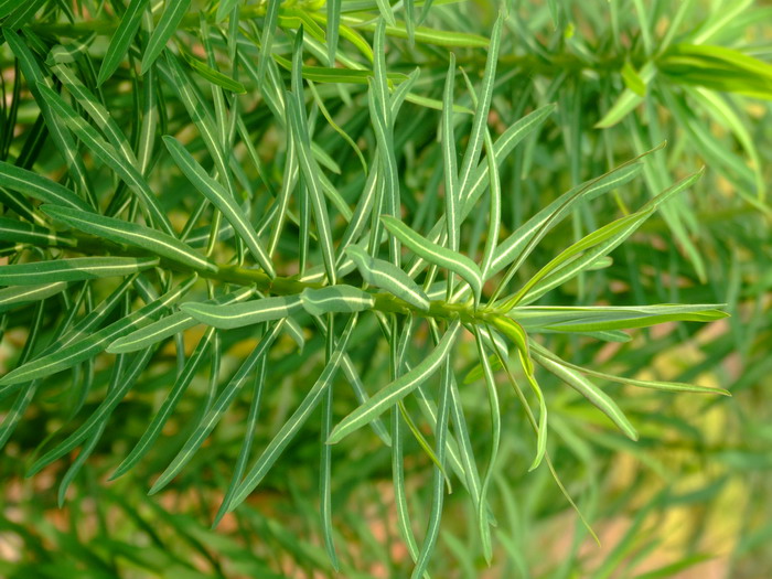 乳浆大戟Euphorbia esula 乳浆大戟Euphorbia esula