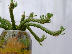 孔雀姬Euphorbia flanaganii