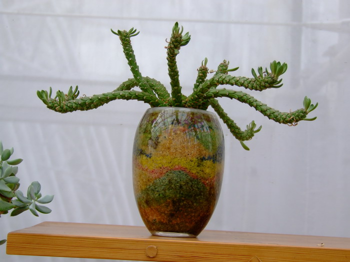 孔雀姬Euphorbia flanaganii