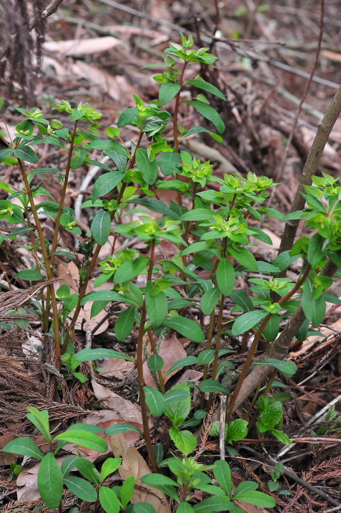 湖北大戟Euphorbia hylonoma