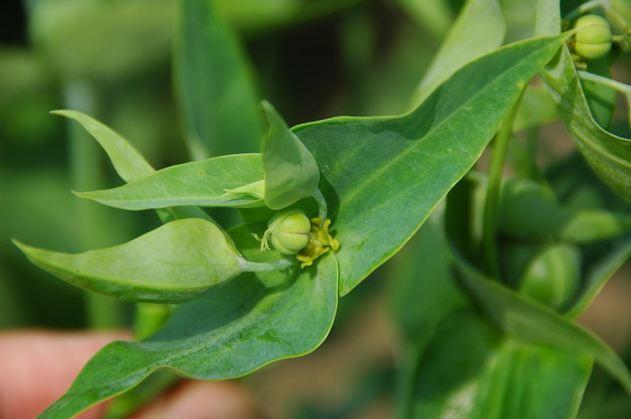 续随子Euphorbia lathyris 续随子Euphorbia lathyris