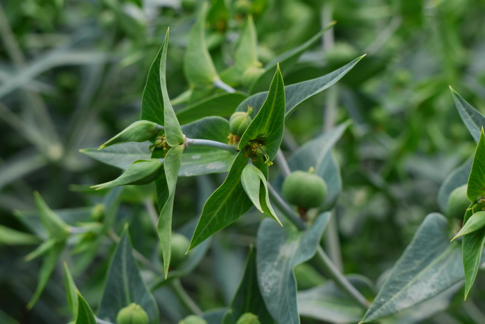 续随子Euphorbia lathyris 续随子Euphorbia lathyris