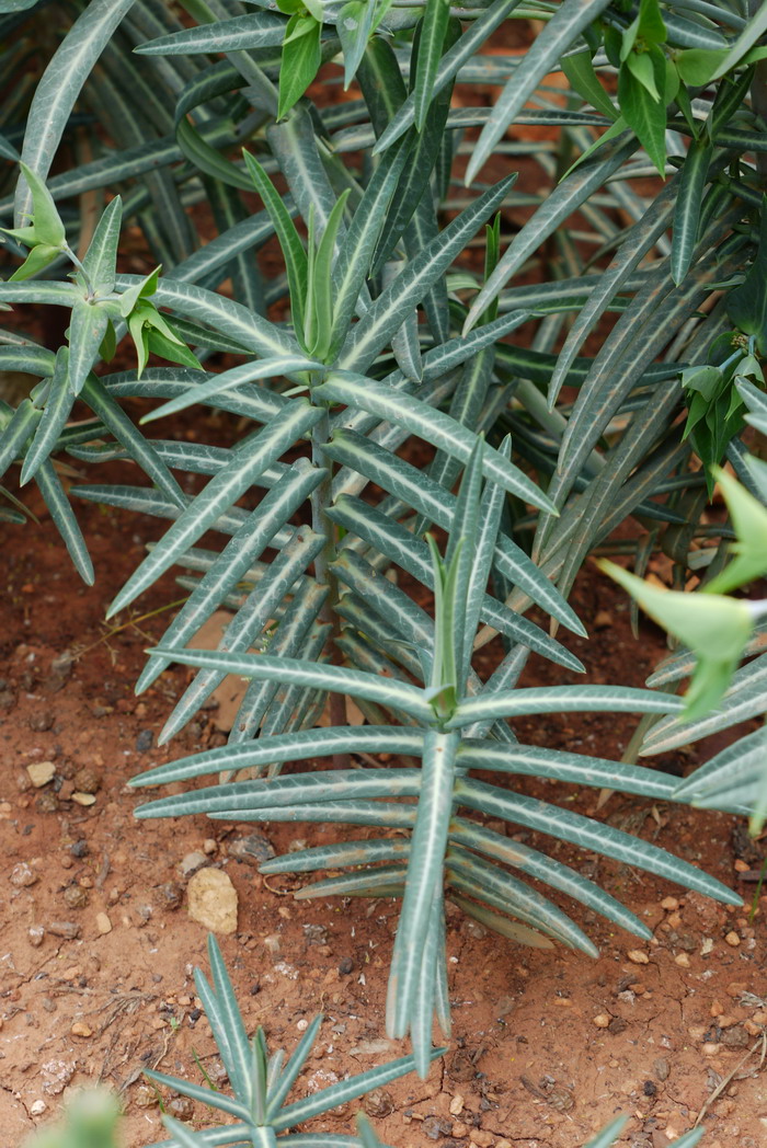 续随子Euphorbia lathyris