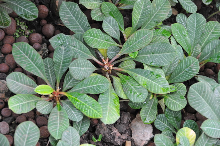 白条麒麟Euphorbia leuconeura