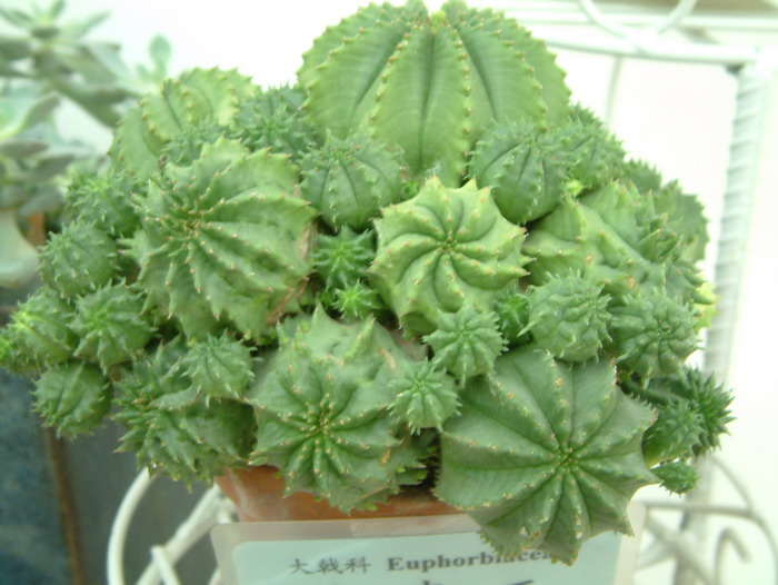 贵青玉Euphorbia meloformis