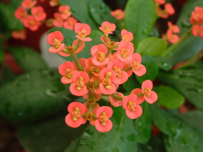 小花虎刺梅Euphorbia milii var. imperata 小花虎刺梅Euphorbia milii var. imperata