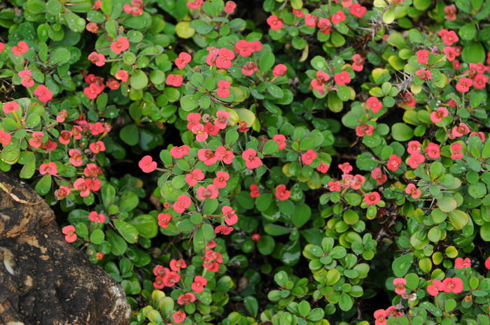 小花虎刺梅Euphorbia milii var. imperata