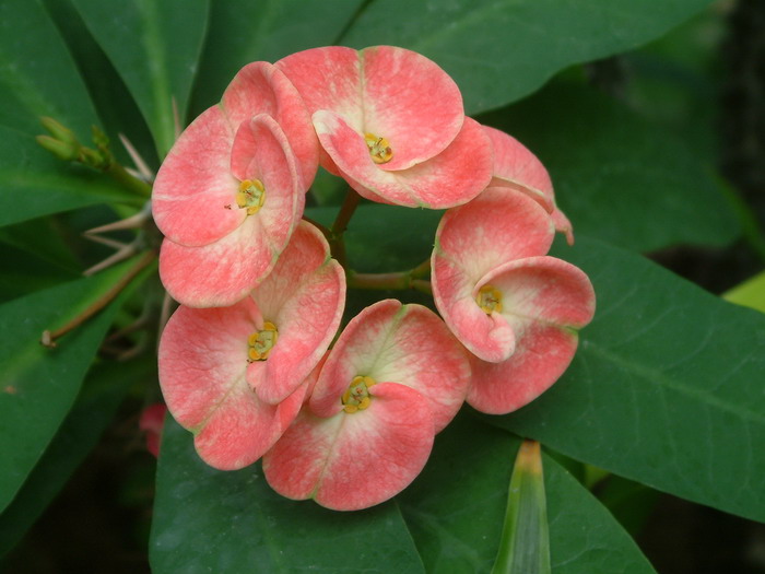 虎刺梅Euphorbia milii 虎刺梅Euphorbia milii