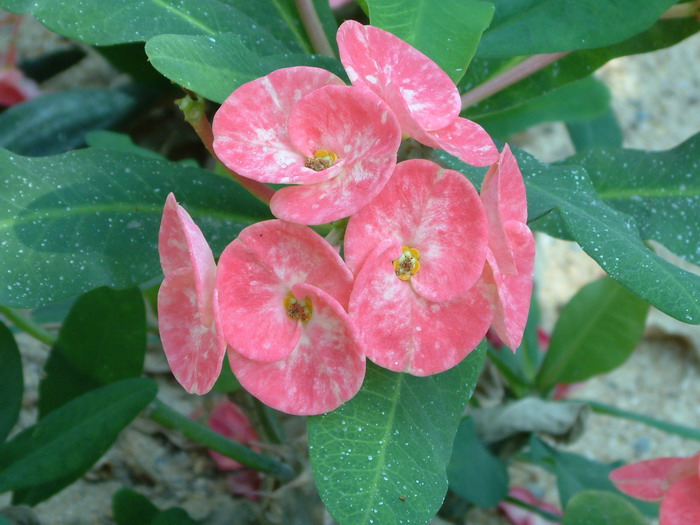虎刺梅Euphorbia milii 虎刺梅Euphorbia milii