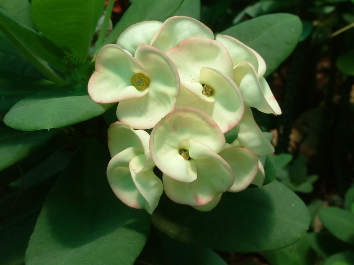 虎刺梅Euphorbia milii 虎刺梅Euphorbia milii