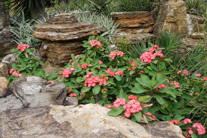 虎刺梅Euphorbia milii 虎刺梅Euphorbia milii