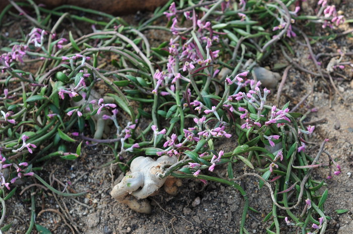 人参大戟Euphorbia neorubella