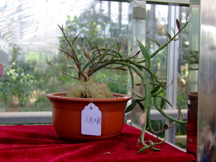 人参大戟Euphorbia neorubella