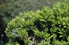 麒麟掌Euphorbia neriifolia