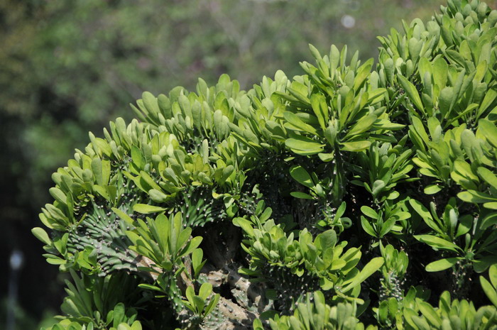 麒麟掌Euphorbia neriifolia 麒麟掌Euphorbia neriifolia