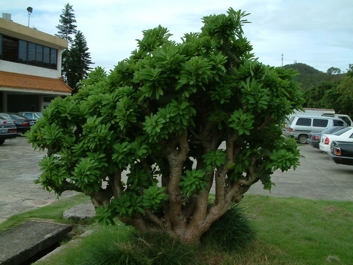 麒麟掌Euphorbia neriifolia 麒麟掌Euphorbia neriifolia