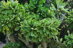 麒麟掌锦Euphorbia neriifolia‘Variegata’