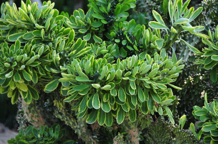 麒麟掌锦Euphorbia neriifolia‘Variegata’ 麒麟掌锦Euphorbia neriifolia‘Variegata’