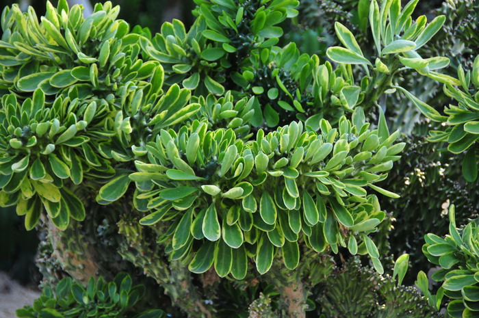 麒麟掌锦Euphorbia neriifolia‘Variegata’