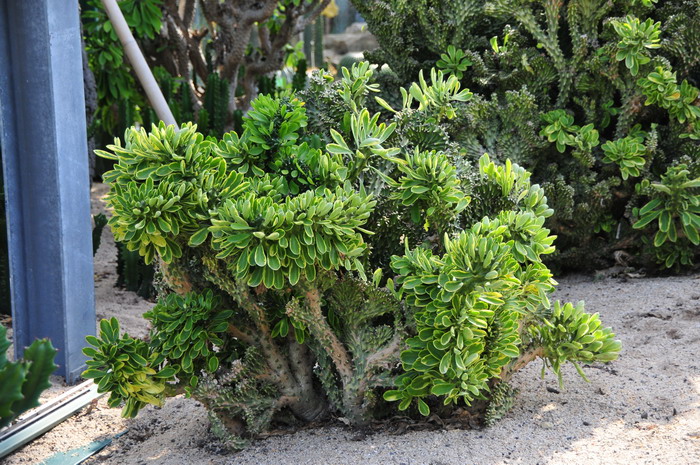 麒麟掌锦Euphorbia neriifolia‘Variegata’