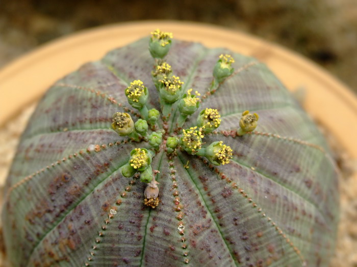 布纹球Euphorbia obesa 布纹球Euphorbia obesa