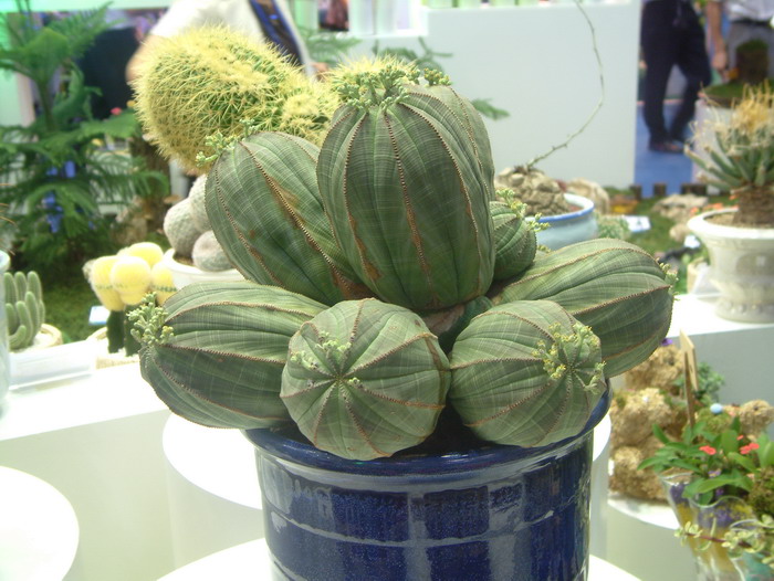 布纹球Euphorbia obesa