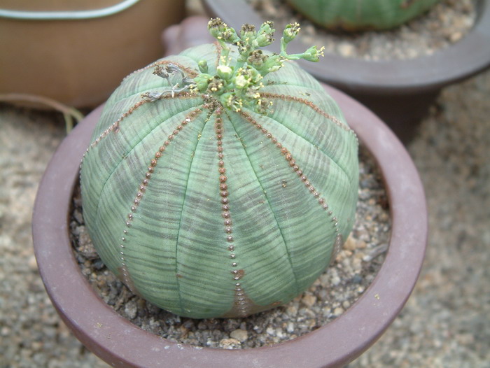 布纹球Euphorbia obesa