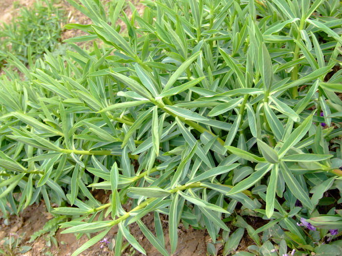 大戟Euphorbia pekinensis