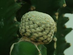 鱼鳞大戟Euphorbia piscidermis