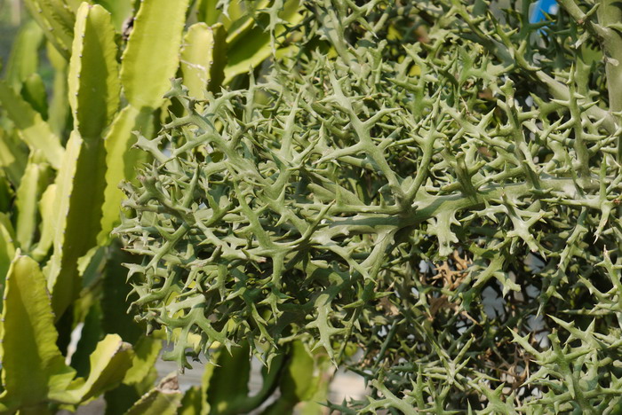 银角珊瑚Euphorbia stenoclada 银角珊瑚Euphorbia stenoclada