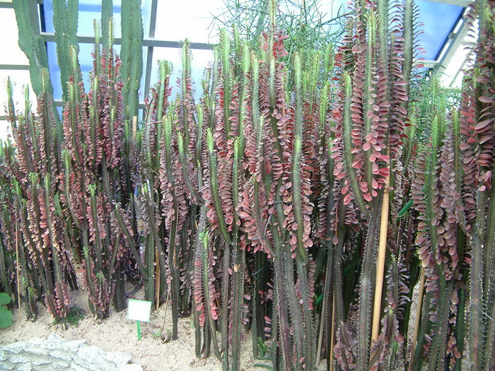 红龙骨Euphorbia trigona f. variegata 红龙骨Euphorbia trigona f. variegata
