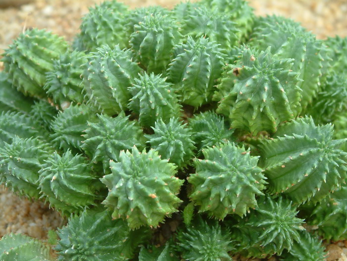 琉璃晃Euphorbia susannae 琉璃晃Euphorbia susannae