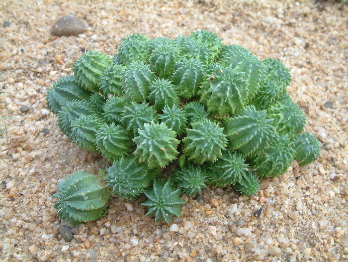 琉璃晃Euphorbia susannae