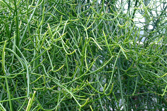 光棍树Euphorbia tirucalli